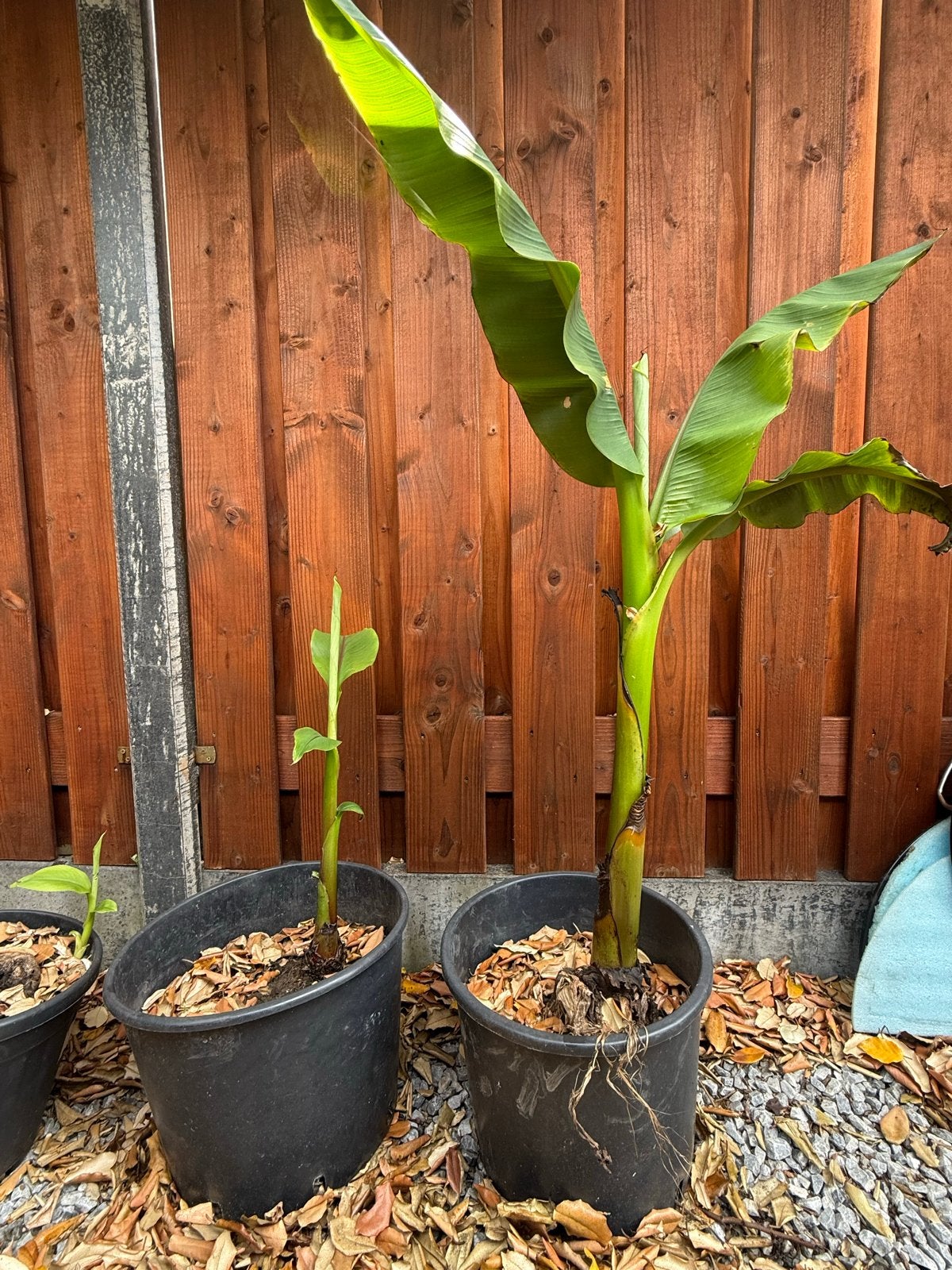 Bananenplant (Musa Basjoo) Winterhard, Ophalen, Minder dan 100 cm, Overige soorten, Zomer