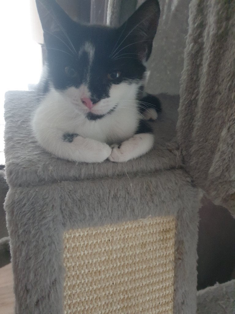 katten ( 3 kittens ), Dieren en Toebehoren, 0 tot 2 jaar