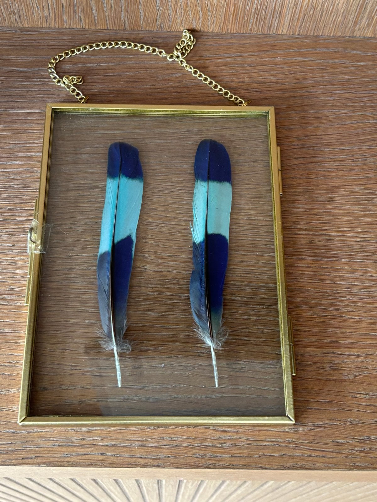Decoratieve lijst met blauwe veren, Verzamelen, Ophalen of Verzenden, Gebruikt, Vogel, Overige typen