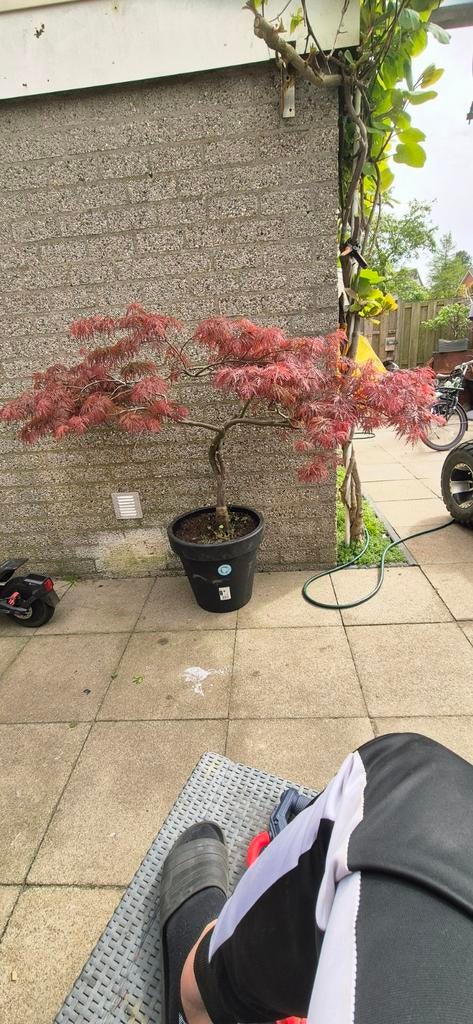 hele mooie oude Japanse esdoorn, Ophalen of Verzenden