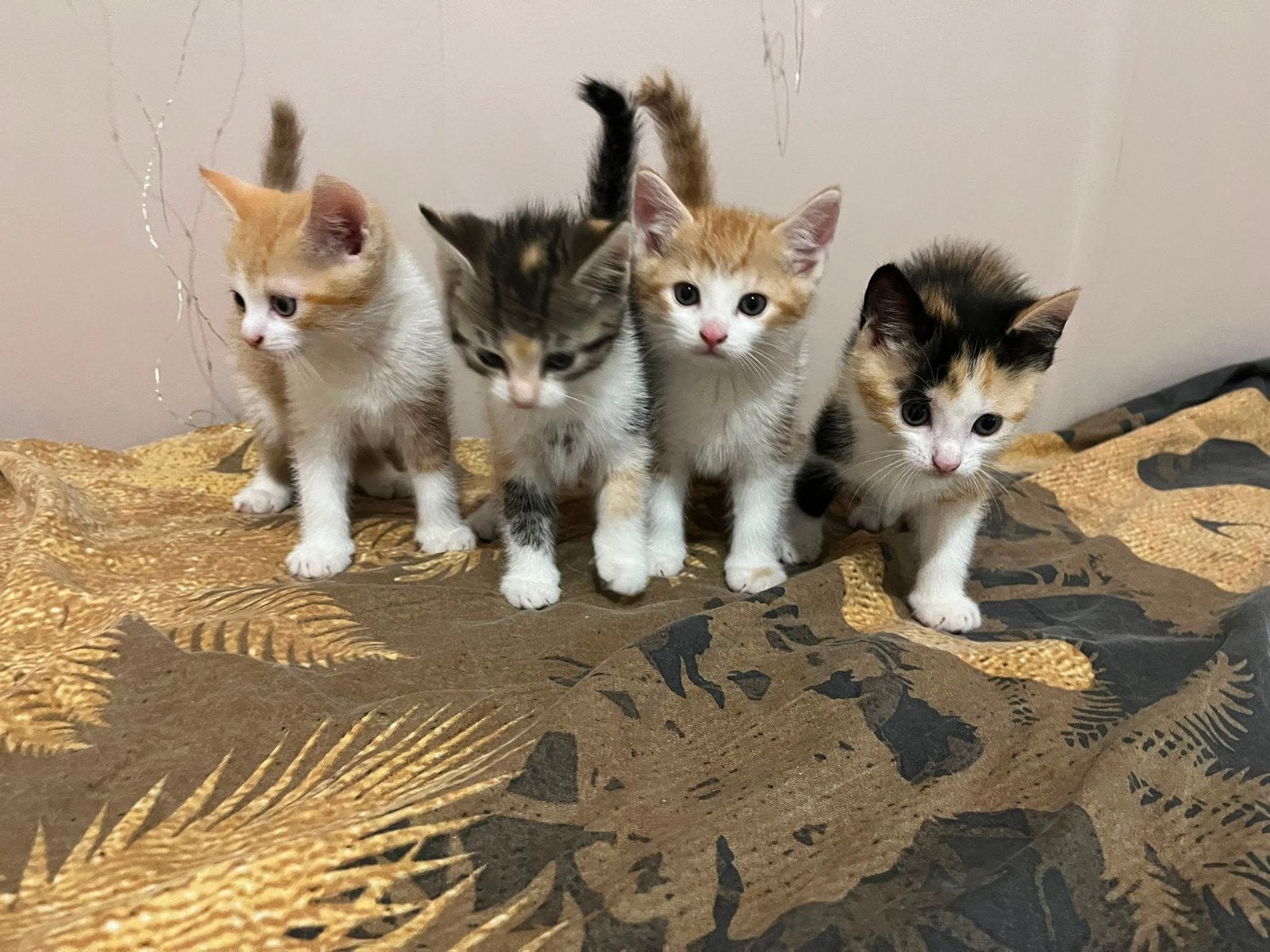 Mooie rode kitten - een katertje, Meerdere dieren