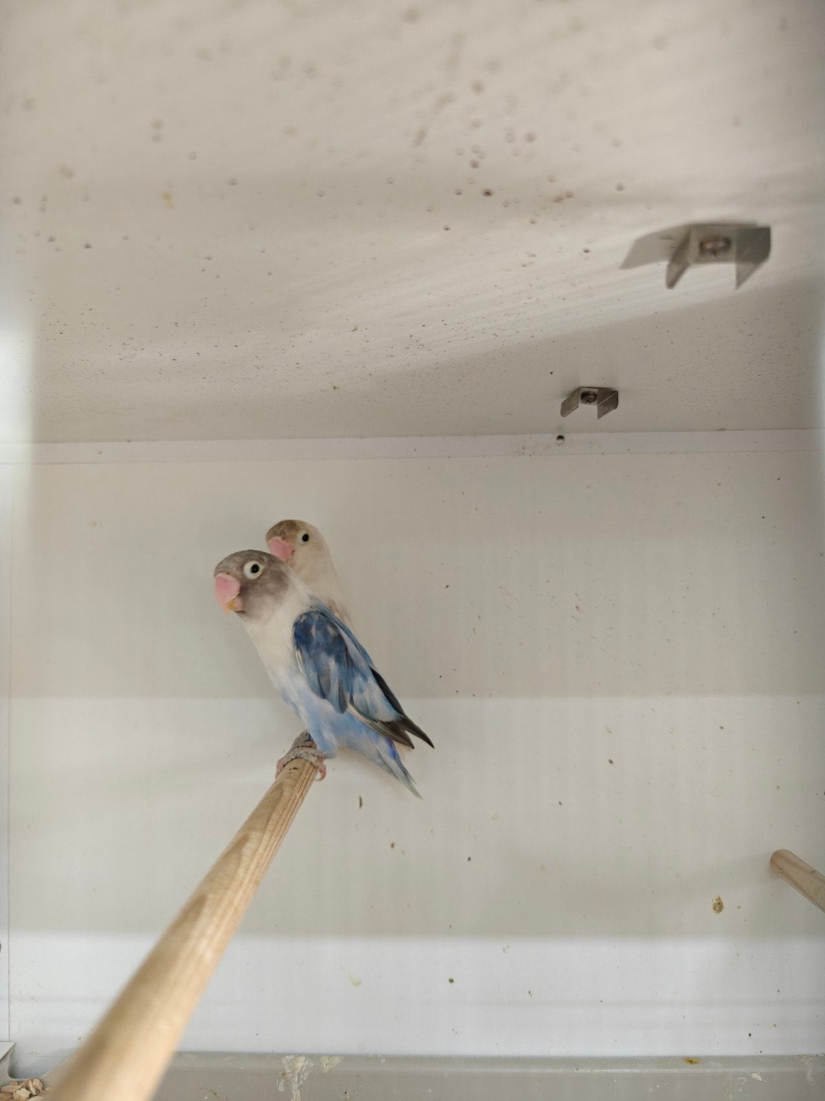 Koppel personata broedrijp, Meerdere dieren, Dwergpapegaai of Agapornis, Geringd