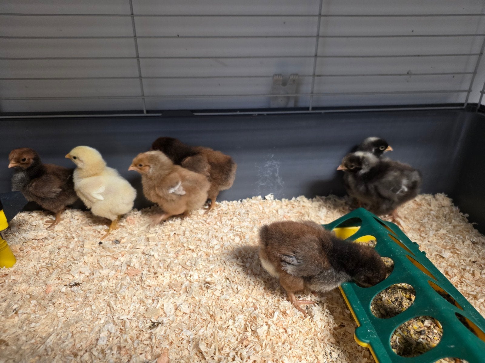 7 kuikens, Geslacht onbekend, Kip