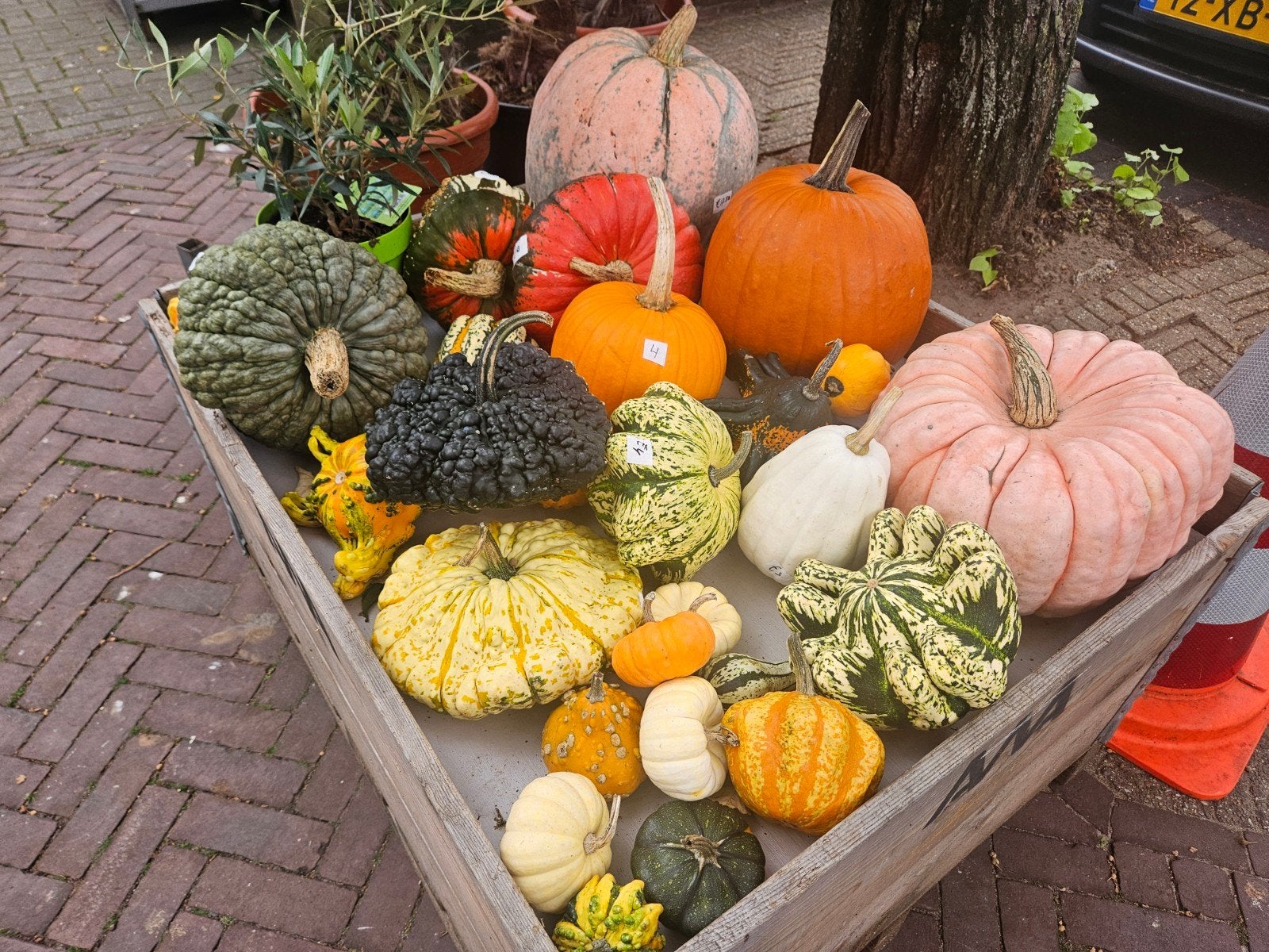 Pompoenen - Halloween, sier en eetbaar, Ophalen, Eenjarig, Groenteplanten, Volle zon
