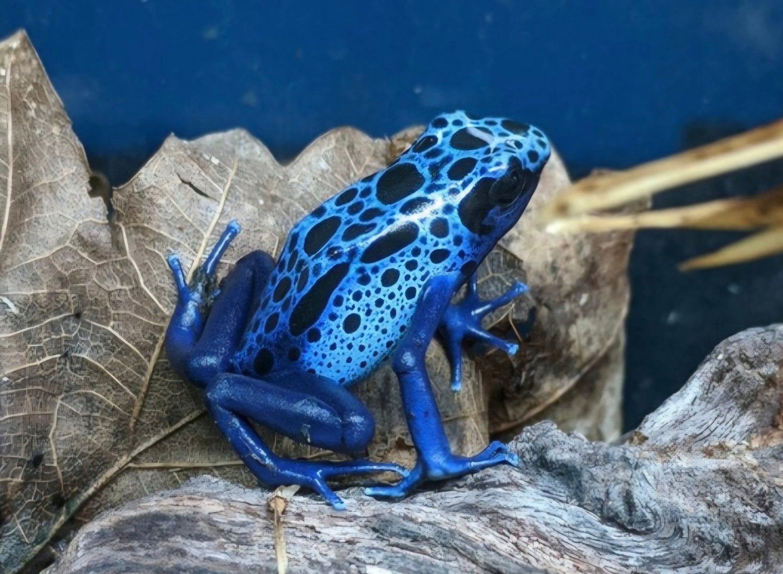 Gezocht koppel of man Tinctorius azureus. Prijs n.o.t.k., Dieren en Toebehoren