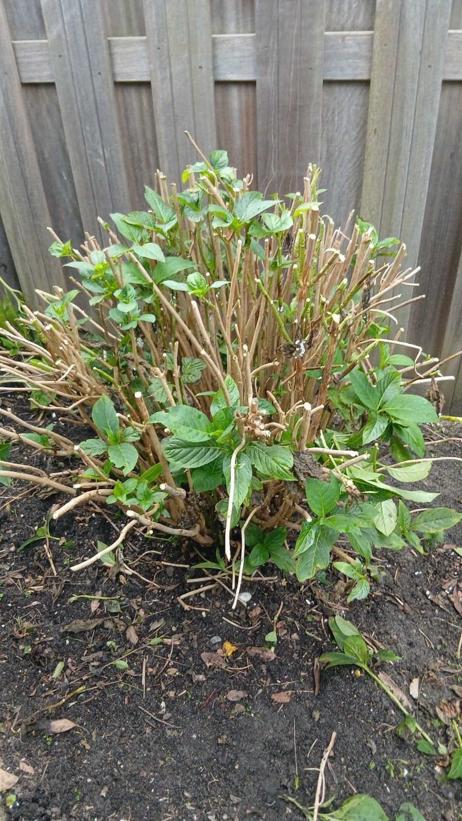Hortensia - GRATIS AFHALEN!, Tuin en Terras, Ophalen, Overige soorten, Halfschaduw