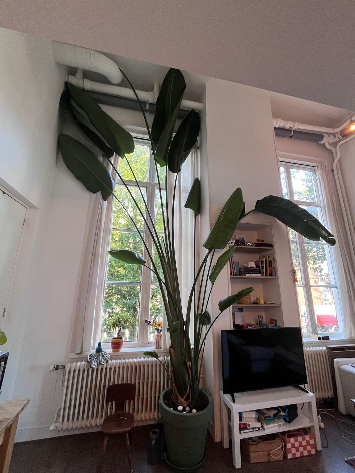 Strelitzia Nicolai - Paradijsvogelplant - 450cm, Ophalen, In pot, Halfschaduw, 200 cm of meer