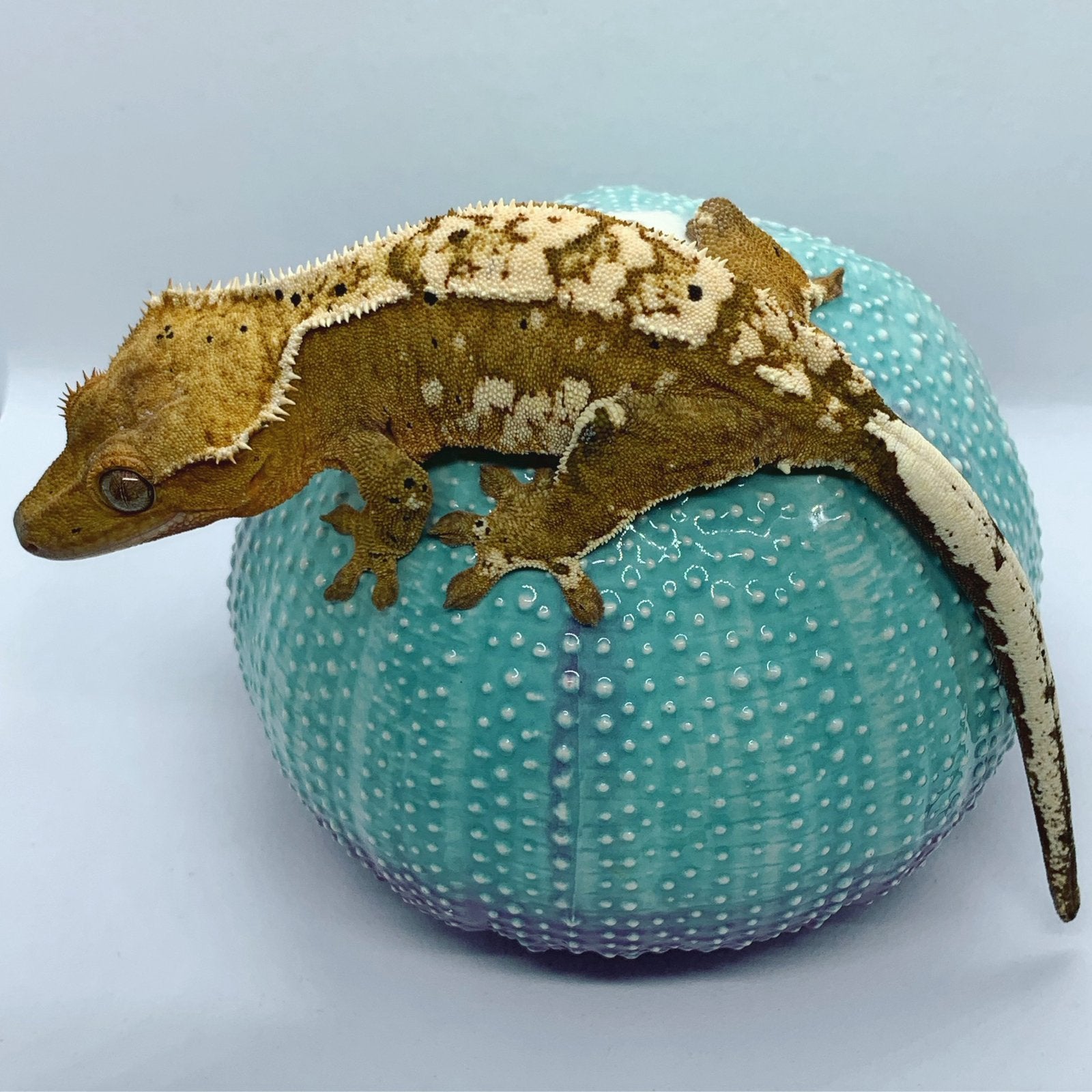 Wimpergekko vrouw NU FROGBUTT, Dieren en Toebehoren, Hagedis, 3 tot 6 jaar