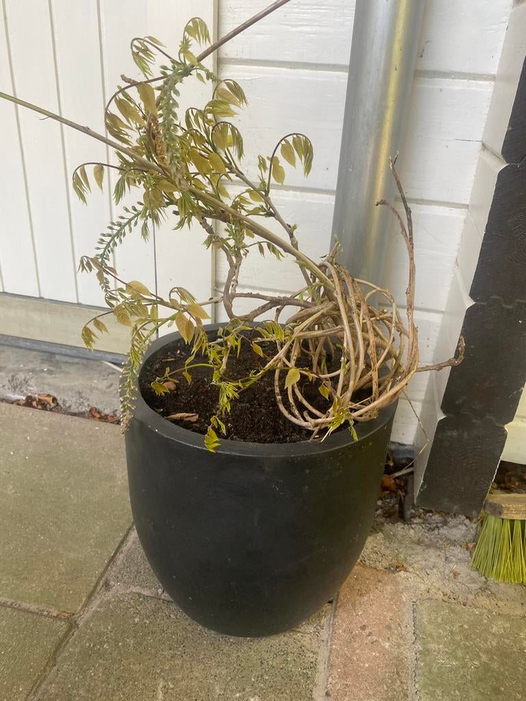 Blauwe regen in pot. Gaat nog bloeien., Tuin en Terras, Planten | Tuinplanten, Ophalen of Verzenden, Overige soorten, Volle zon