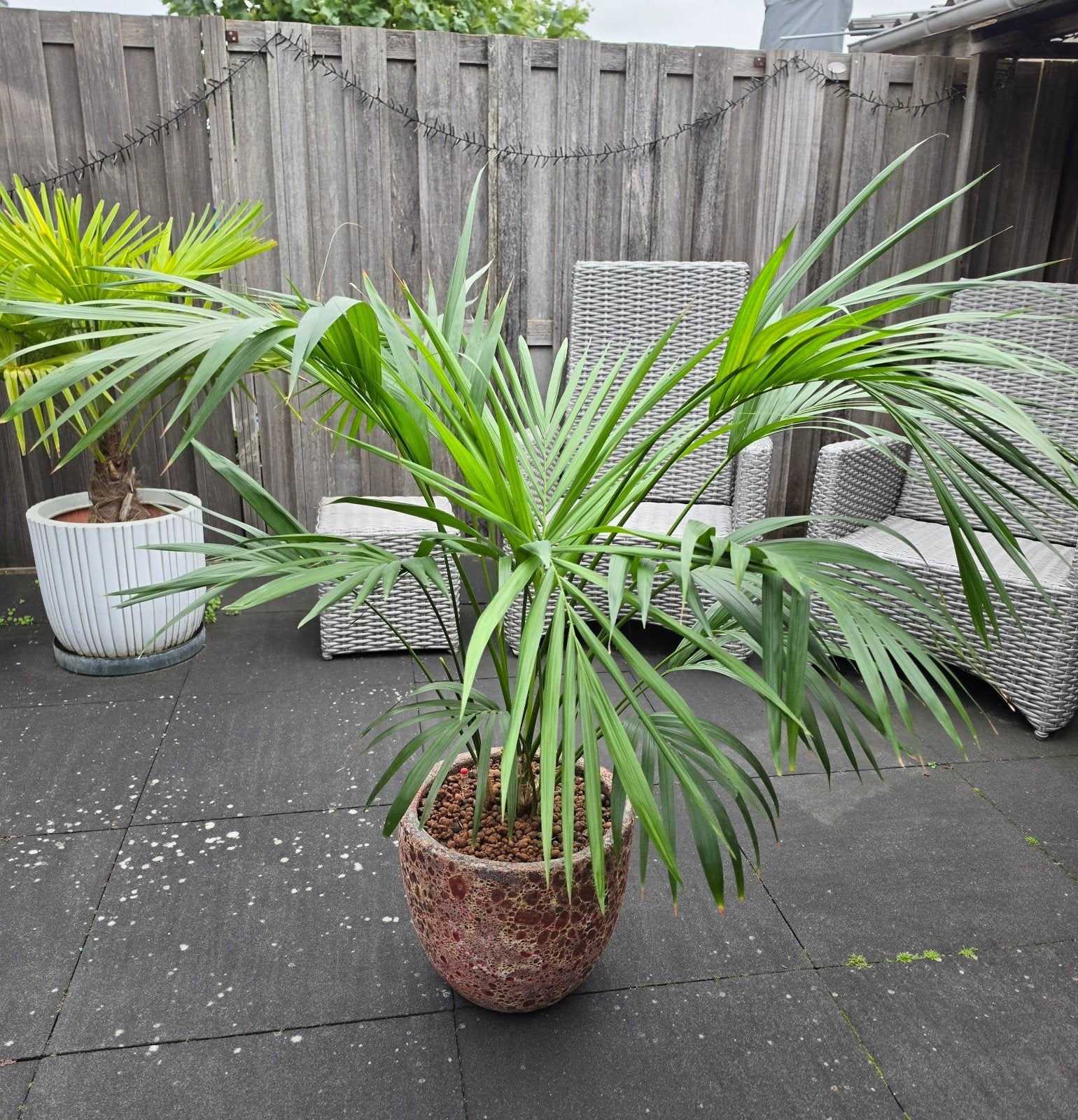 Kentiapalm op hydrocultuur, Ophalen, 100 tot 150 cm, Palm, Halfschaduw