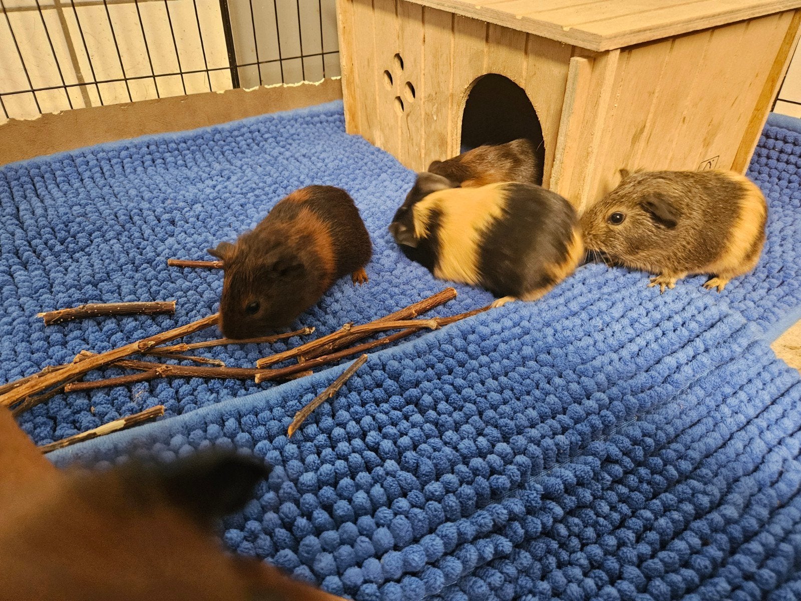 Knappe Cavia's, Dieren en Toebehoren, Knaagdieren, Cavia, Juni, Mannelijk, Tam