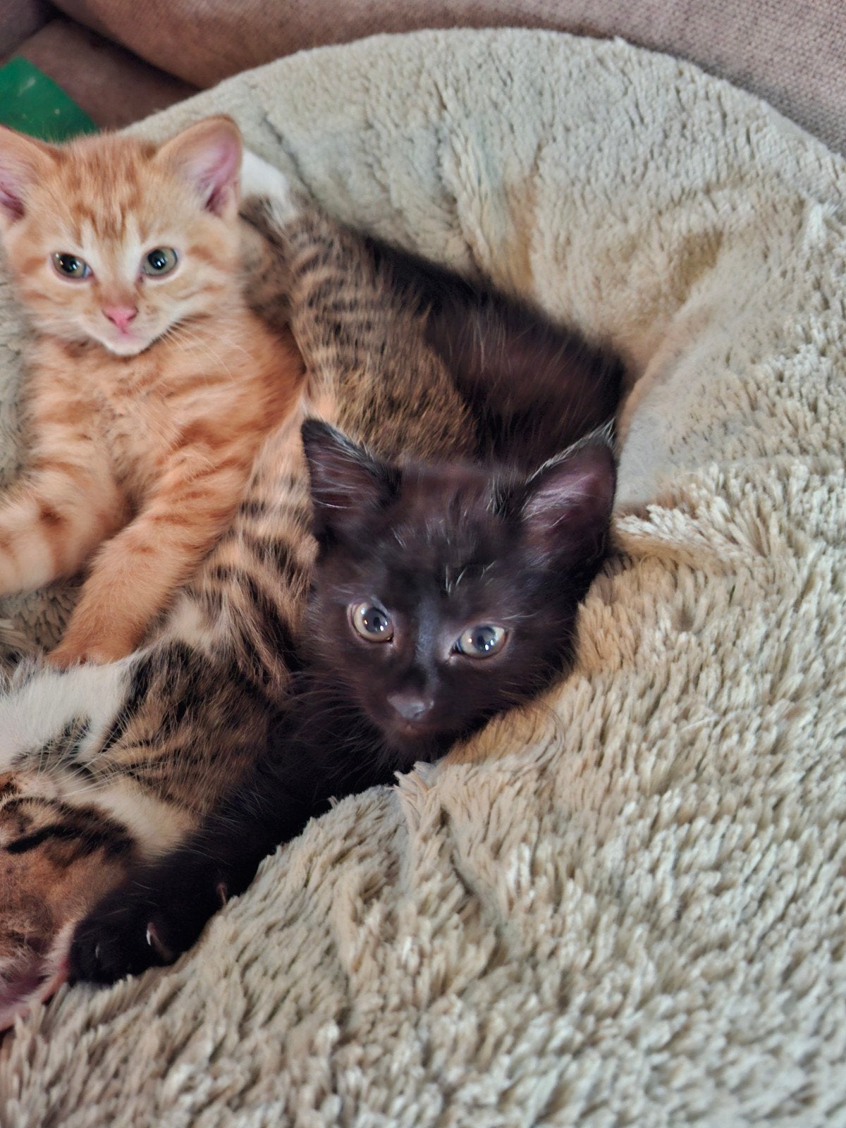 Kittens 8 weken oud mogen per direct naar hun forever home, Dieren en Toebehoren, Meerdere dieren, Kortharig, 0 tot 2 jaar