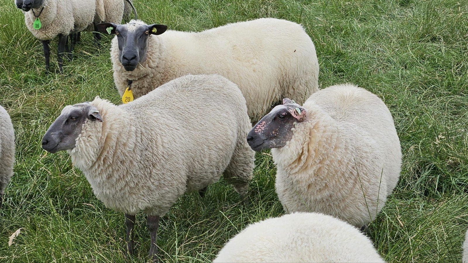Bleu du maine lammeren, 3 rammen, 3 ooien van februari, Meerdere dieren, Schaap