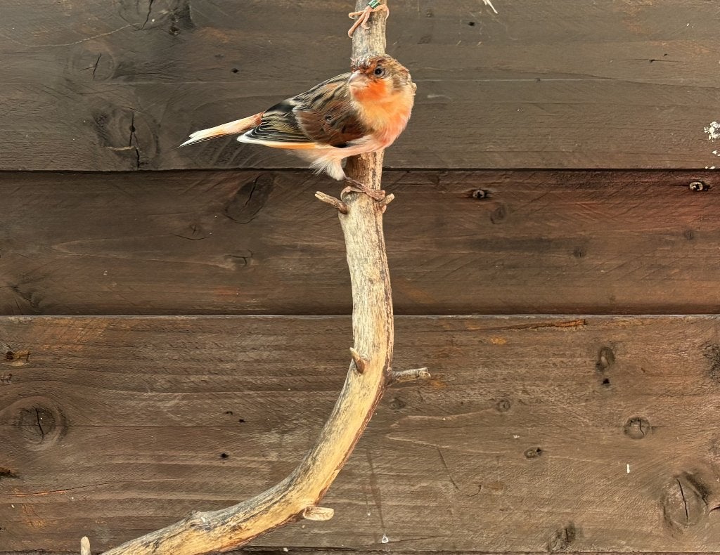 Harlekijn Kanarie, Dieren en Toebehoren, Vogels | Kanaries, Mannelijk, Kleurkanarie