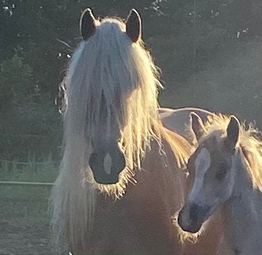 Super lieve Haflinger merrie, Merrie, Onbeleerd, Recreatiepaard, Met stamboom