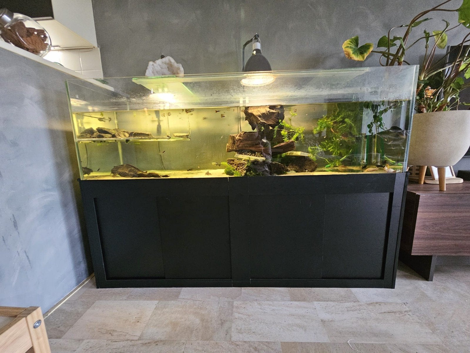 Schildpaddenaquarium  160x50x50cm., Ophalen, Gebruikt, Overige merken, Leeg aquarium