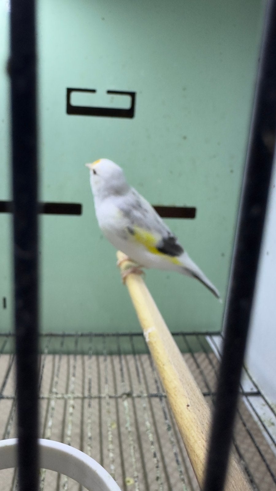 Putter vogels, Meerdere dieren, Wildzangvogel