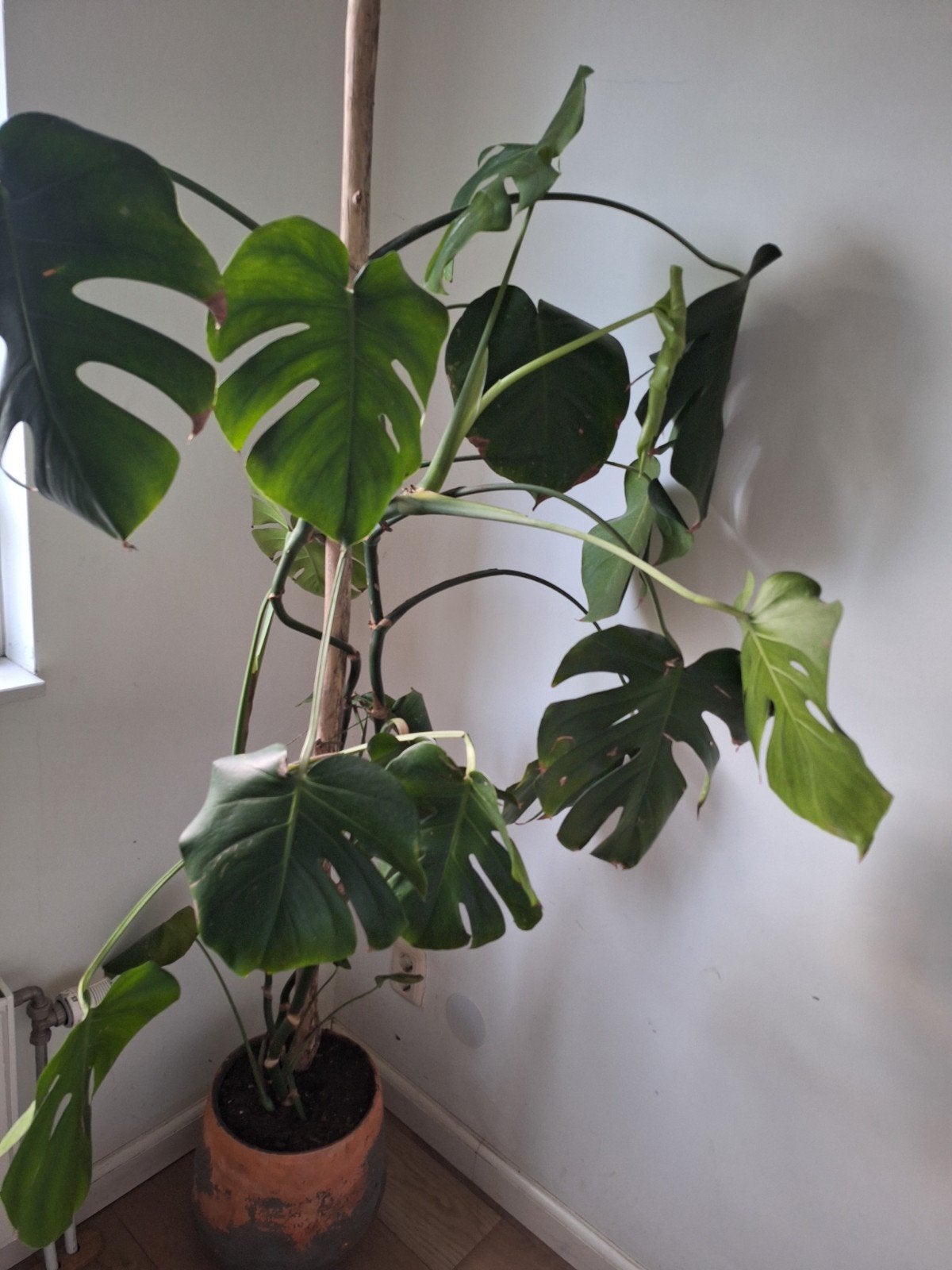 Grote Monstera Deliciosa - Kamerplant, Huis en Inrichting, Ophalen, Binnen, Overige materialen, Overige merken