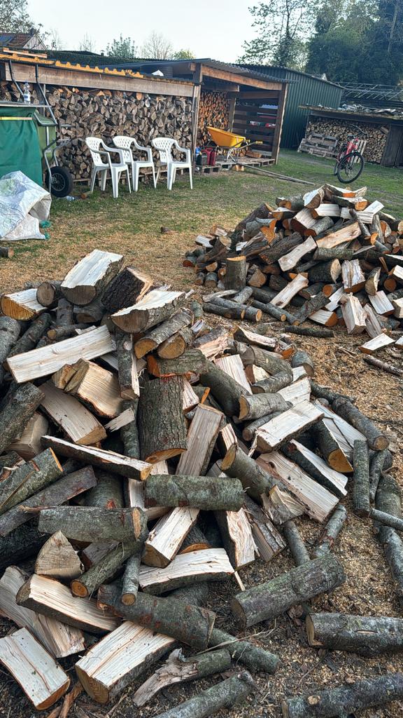 Vers gezaagd haardhout: els, es en eik (38cm), Tuin en Terras, Minder dan 3 m³, Ophalen, Elzenhout, Blokken