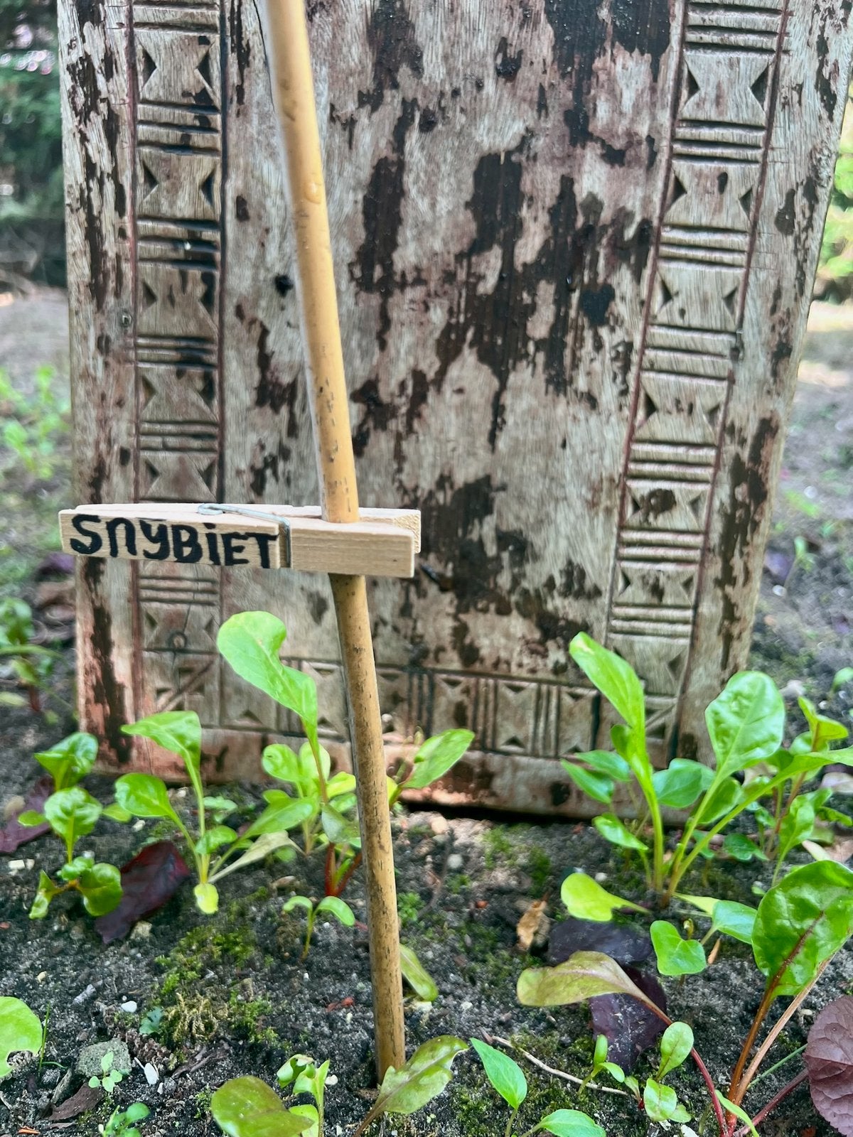SNIJBIET WARMOES uit Biologische moestuin, Tuin en Terras, Ophalen, Groenteplanten, Tweejarig, Halfschaduw