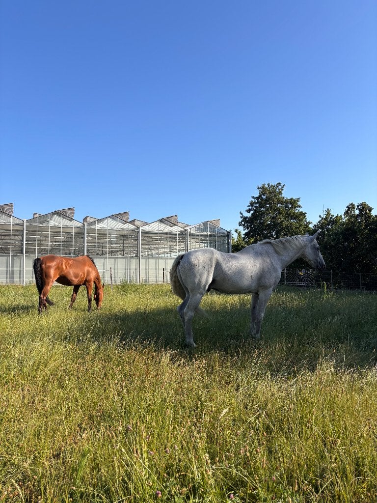 Rustige stalling voor pony op pensioen, Dieren en Toebehoren, Stalling