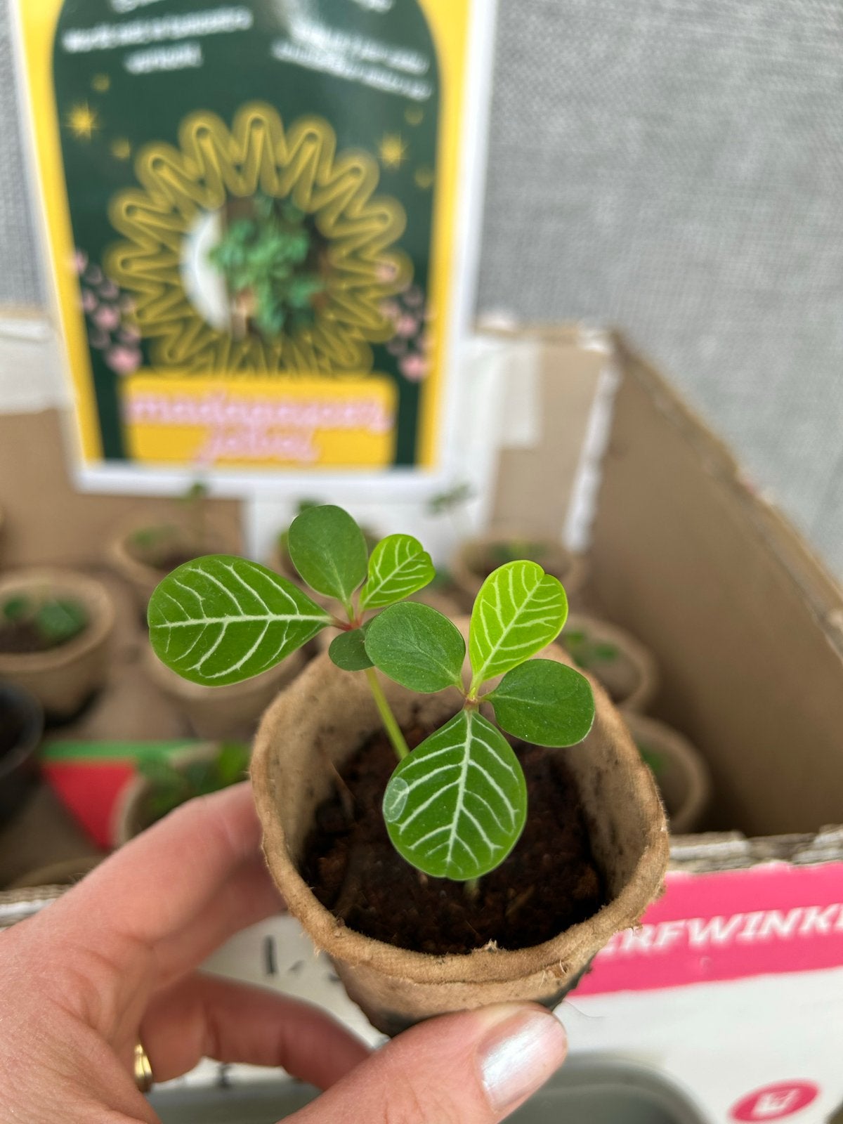 Stekjes Madagascar Jewel (Euphorbia Leuconeura), Overige soorten, Vaste plant, Ophalen of Verzenden, Bloeit niet