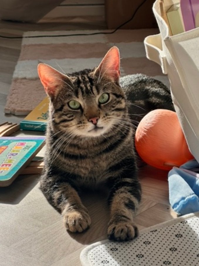 Op zoek naar een gouden mandje voor mijn kater., Kater, Kortharig, 3 tot 5 jaar