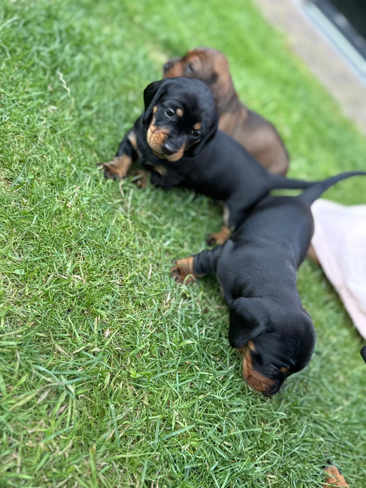 Teckel pups | black and tan | bruin | standaard teckel