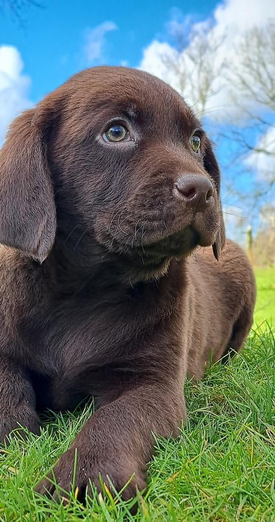 Prachtige kruising Friese Stabij x Labrador, Nederland, Parvo, Overige rassen, 8 tot 15 weken