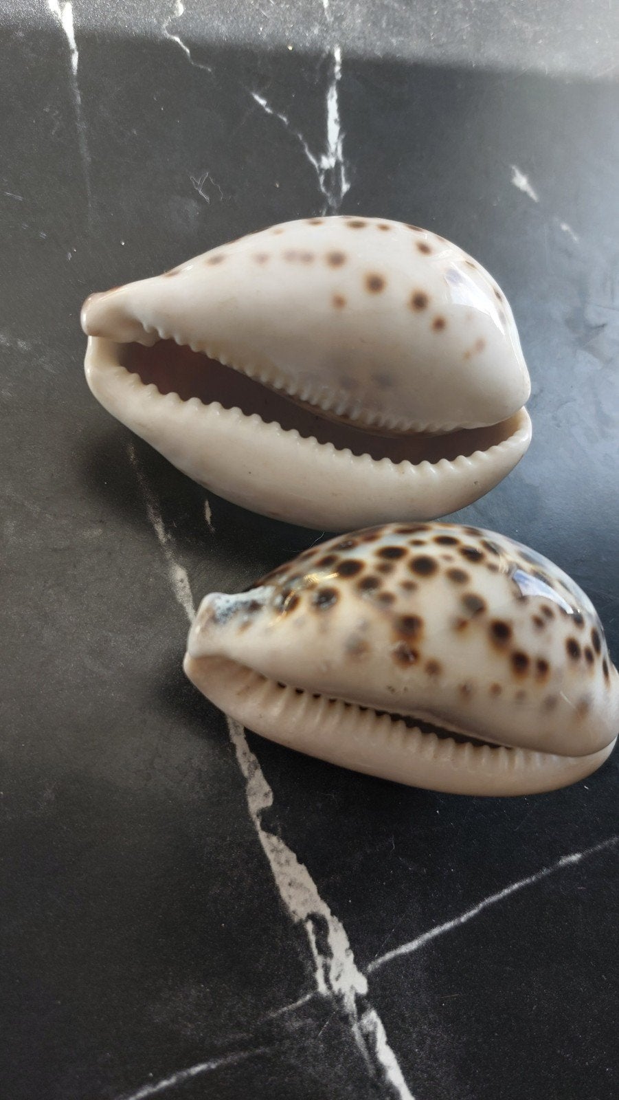 te koop 2 schelpen, Ophalen of Verzenden, Schelp(en)