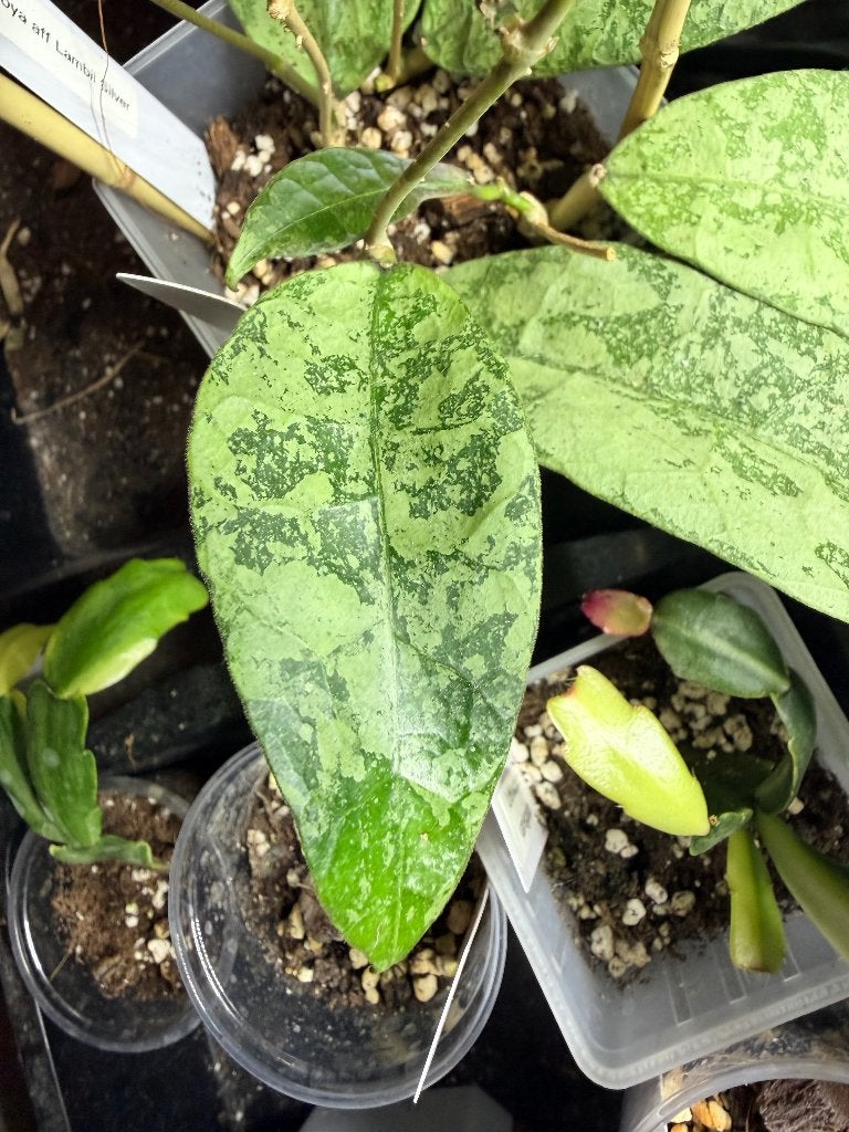 Hoya aff lambii silver, Verzenden, Halfschaduw, Minder dan 100 cm