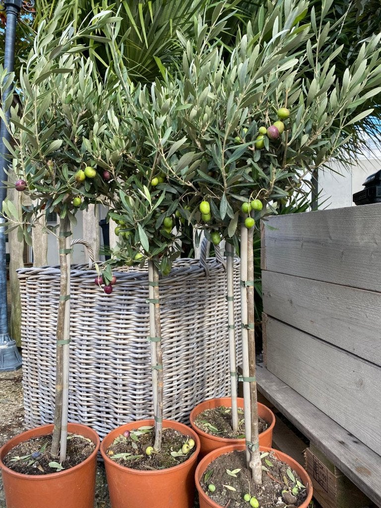 Kleine olijfboom olijfbomen met olijfjes er aan, Tuin en Terras, Bloeit niet, 100 tot 250 cm, Olijfboom, Ophalen