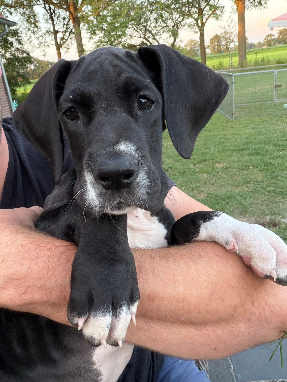 Duitse dog pups met stamboom nog 1 beschikbaar, Dieren en Toebehoren, Honden | Bulldogs, Pinschers en Molossers, Overige rassen