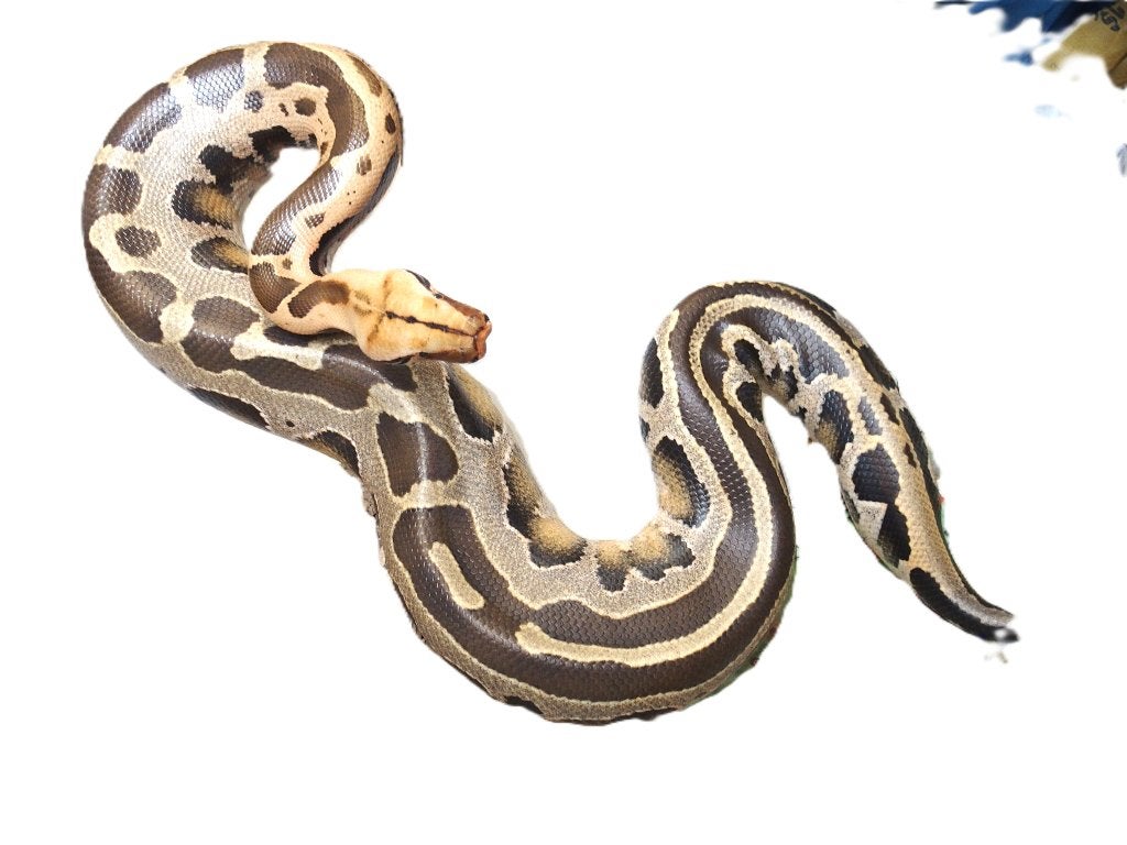 Python breitensteini Ball Python photo 2