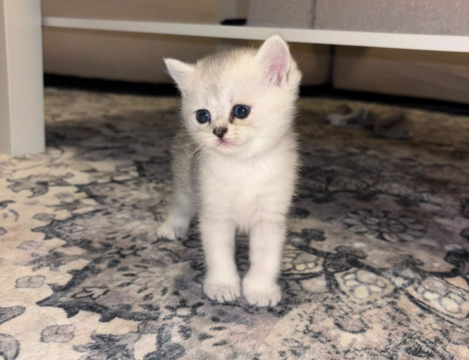 Britse korthaar kittens / perzische kitten LAATSTE 2, Meerdere dieren