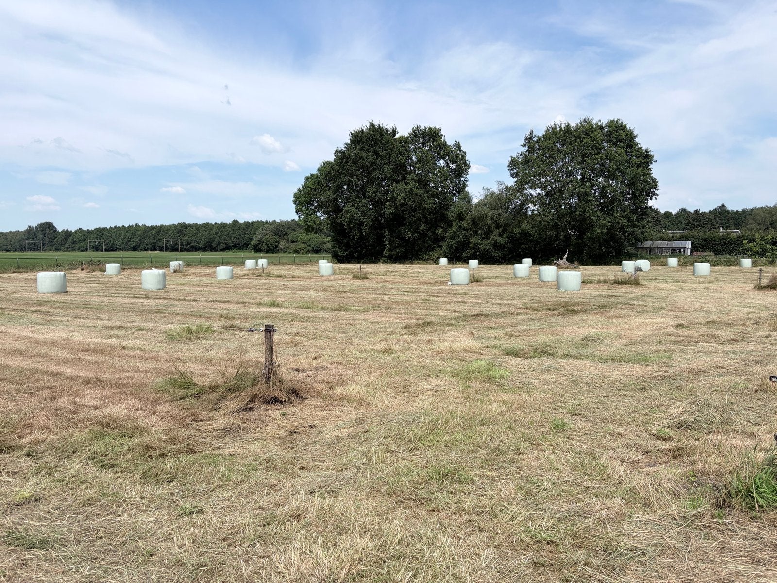Midi balen hooi, Dieren en Toebehoren, Ophalen, Vee