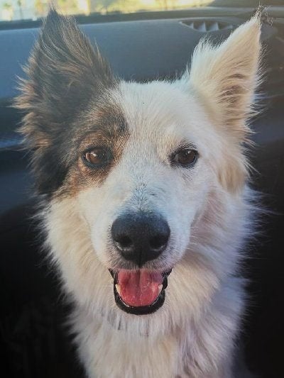ACE: Jacky Jack is sociaal, lief en aanhankelijk, Particulier, Reu, 1 tot 2 jaar, Buitenland