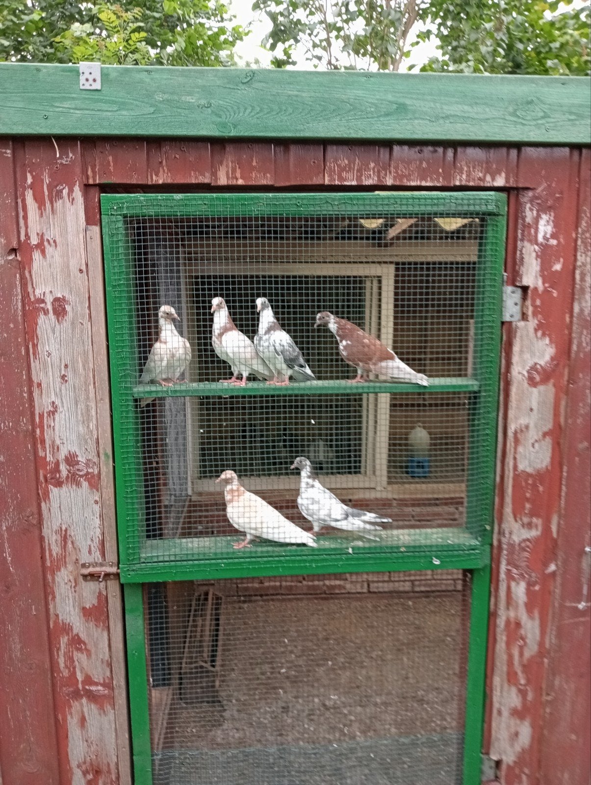 Kumrus! Fluitduiven!, Dieren en Toebehoren, Vogels | Duiven, Meerdere dieren, Postduif