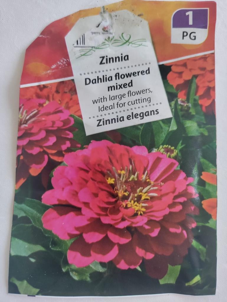 Zinnia Elegans - zaailingen/jonge plantjes, Tuin en Terras, Planten | Tuinplanten, Ophalen, Eenjarig, Overige soorten, Volle zon