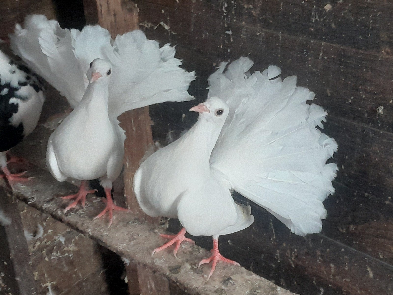 mooi nestkoppel echte pauwstaarten spierwit, Dieren en Toebehoren, Vogels | Duiven, Meerdere dieren, Overige soorten
