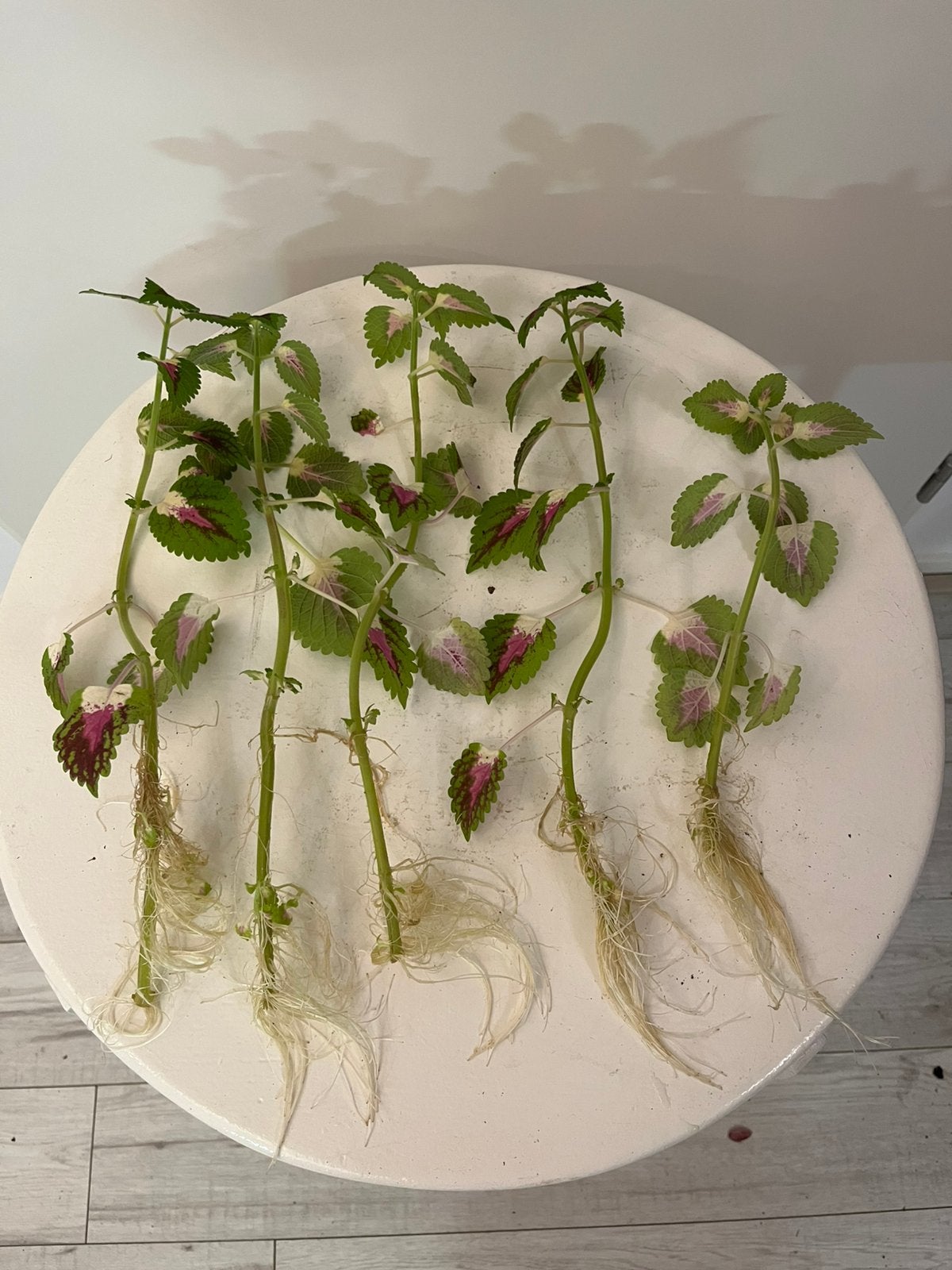 Siernetel 3 kleurig stekjes met wortels, Ophalen, Halfschaduw, Minder dan 100 cm