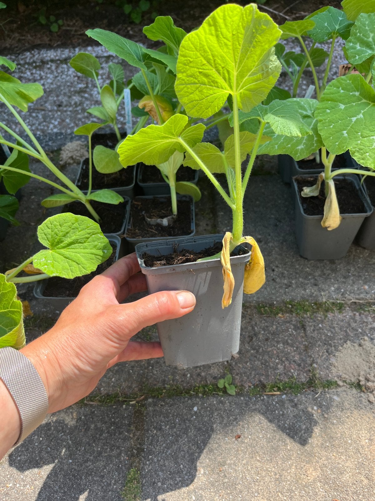 diverse soorten Pompoen planten en meer, Ophalen, Eenjarig, Groenteplanten, Volle zon