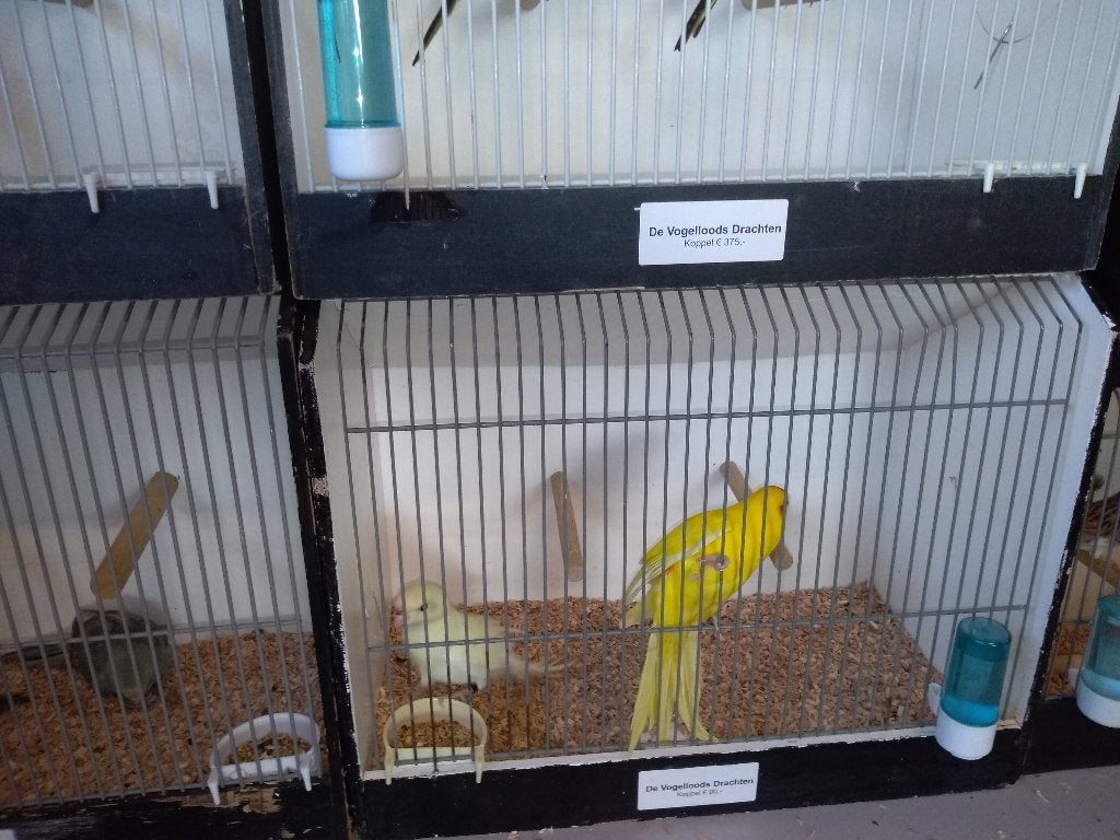 kanarie te koop, Dieren en Toebehoren, Vogels | Kanaries, Meerdere dieren, Kleurkanarie