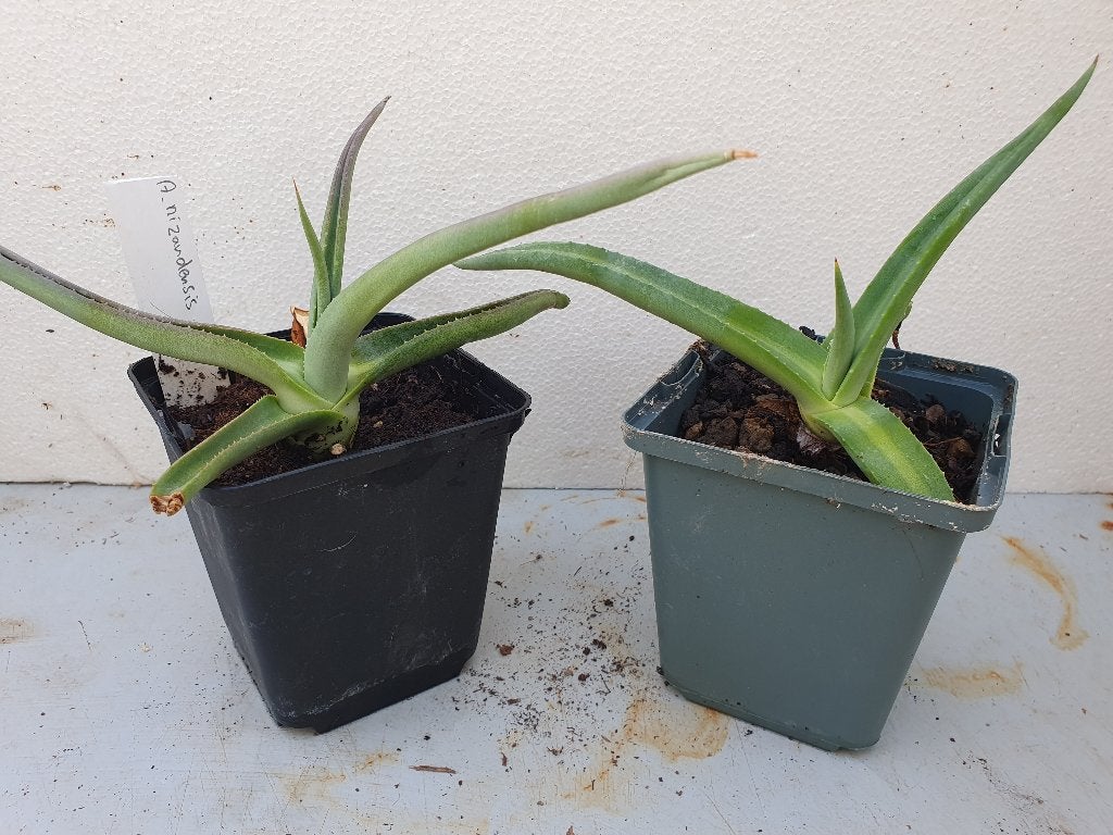 Agave nizandensis, Ophalen of Verzenden, Halfschaduw, Minder dan 100 cm