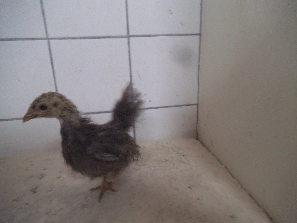 serama hennen, Dieren en Toebehoren, Vrouwelijk, Kip