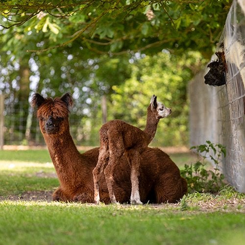 Lieve en makke Alpaca merrie’s en hengsten., Mei, Meerdere dieren