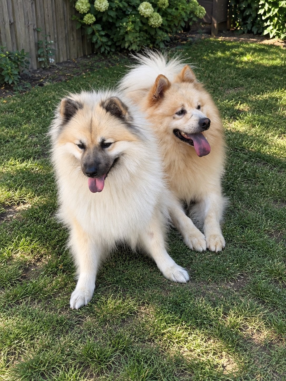 Verwacht: Eurasier pups Gezonde+geteste ouders, Parvo, Overige rassen, 8 tot 15 weken, Meerdere
