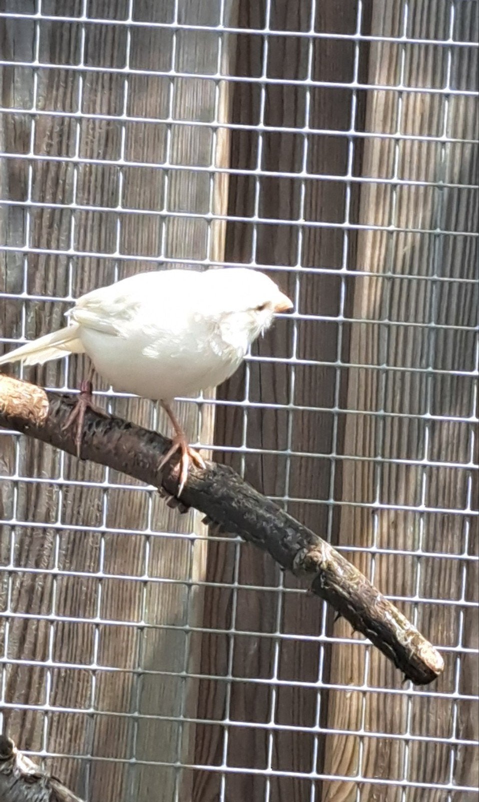 Witte kanarie pop, Dieren en Toebehoren, Vogels | Kanaries, Vrouwelijk, Kleurkanarie