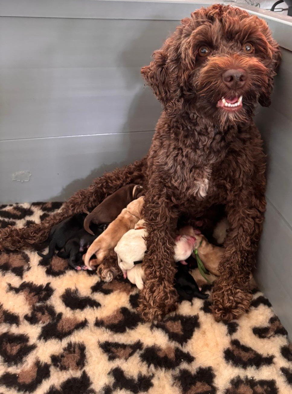Prachtige mini labradoodles geboren 12/09, Nederland, Overige rassen, 8 tot 15 weken, Meerdere