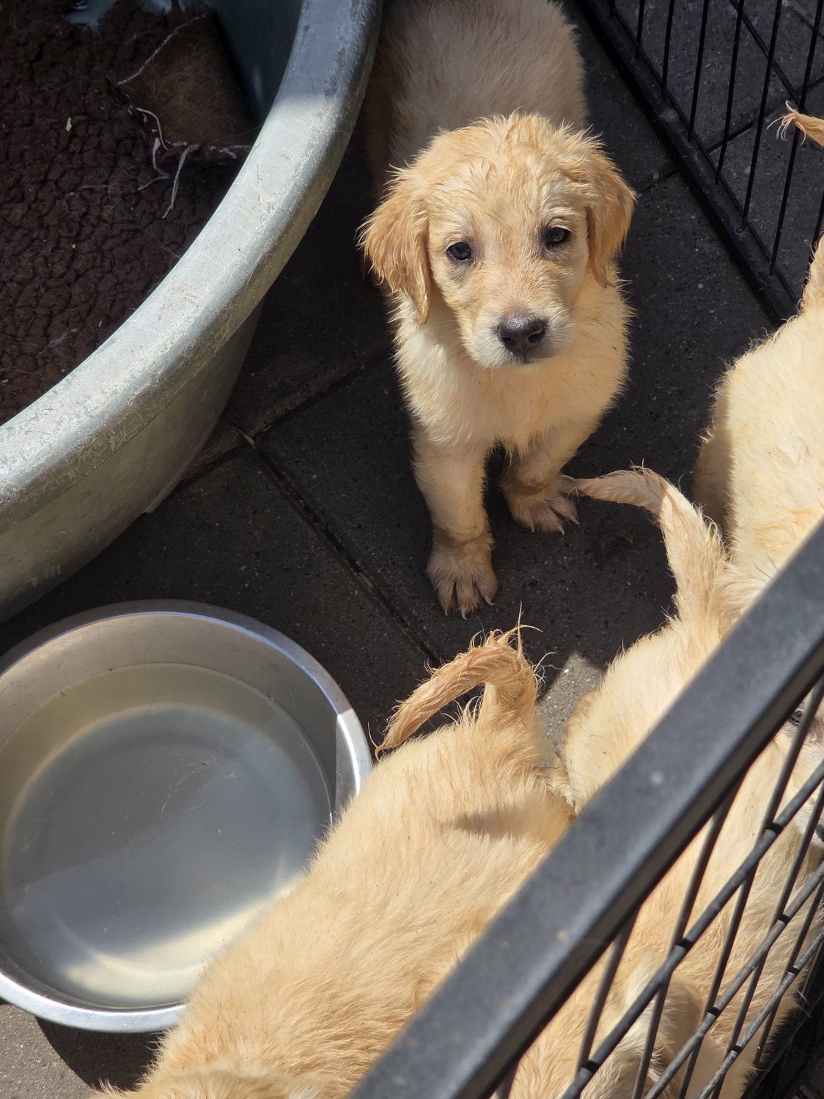 Flatcoated Retriever pups te koop, Dieren en Toebehoren, Overige rassen, 8 tot 15 weken, Parvo, Meerdere